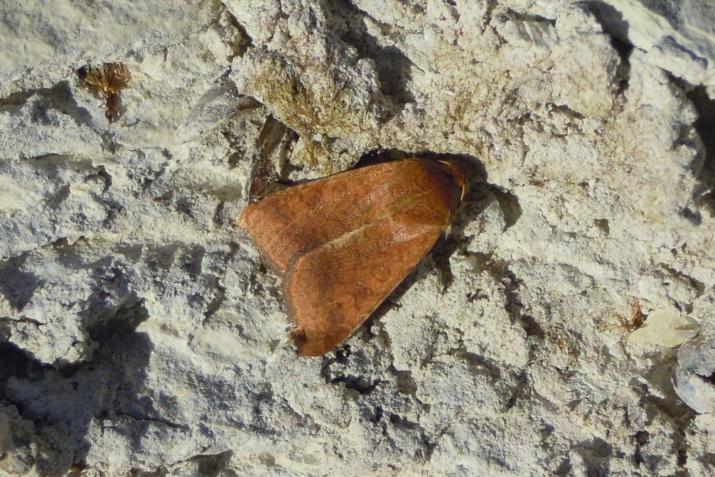 Noctuidae? S, Helicoverpa armigera